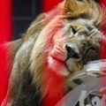Uhvaćen lav koji je pobegao iz cirkusa u blizini Rima