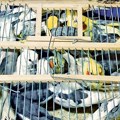 Srbin pokušao da unese 47 papagaja u Severnu Makedoniju
