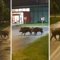 U Zagrebu sve više divljih svinja, okupirale centar grada: Direktor zoo vrta upozorio građane