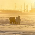 Nikad toplije u Jakutiji: Neuobičajeno visoka temperatura na najhladnijem mestu