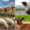 Cene stoke u Srbiji na istorijskom maksimumu Telad, svinje i jarad skuplji nego ikada – simentalska rasa vodi!