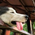 10 rasa pasa koje ne podnose vrućinu: Šetnja je za njih mučenje, ne izvodite ih dok prži asfalt