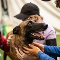 "Pseći heroji Venecuele": Kako četvoronožni spasioci menjaju tok potrage posle razornog zemljotresa