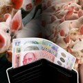 Zaraza nije oborila niti podigla cenu tovljenika: Farmeri ističu da potražnja za tovljenicima postoji, ali otkupljivači ne…
