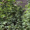 Otkriven zasad kanabisa kod Temerina, pronađena i marihuana u fazi sušenja: uhapšene dve osobe