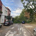 Vetar srušio drvo u ulici Svetozara Miletića: Stablo preprečilo celu ulicu