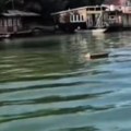 Užas na Savi! Šta to pluta? Neverovatan snimak sa reke, ljudi gledaju u neverici: Gore i od đubreta
