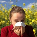 U vazduhu koncentacija najjačeg alergenog polena znatno veća nego što je uobičajeno