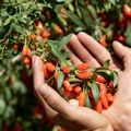 Sve spremno za berbu "crvenih dijamanata", blagoslov za zdravlje: Kako postići prinos od 10 kg po grmu?