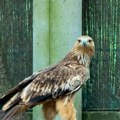 Nakon lutanja, otmice i prihvatilišta, orao Feliks stigao u Srbiju