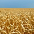 Galetin: Možemo očekivati skuplju pšenicu i probleme sa izvozom