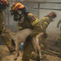 Besne požari u Grčkoj, izgorelo 4.000 životinja