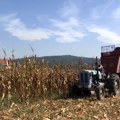 U Šumadiji dobra godina za kukuruz