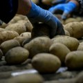 Uprkos sukobu biznis cveta Rusija skoro udvostučila izvoz krompira