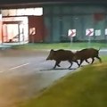 Nesvakidašnja pojava u Zagrebu: Vozač autobusa snimio divlje svinje, usporio vozilo kako bi mogle da pređu ulicu (video)
