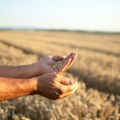 Poljoprivrednici strahuju od niske otkupne cene pšenice