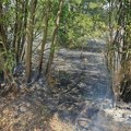 Požar u Maloj Biljanici i Slavujevcu