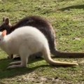 Beogradski ZOO vrt Ima novu zvezdu – belog kengura Sada traži ime za nežnu crvenooku lepoticu