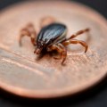 Kako je jedan virus povezao Nemačku i Kosovo