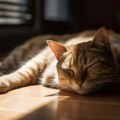 Mačke spavaju i do 16 sati dnevno, psi oko 12: Veterinarka otkriva zašto našim ljubimcima treba toliko sna