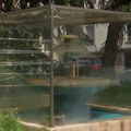 Teslina fontana – čudo tehnike napravljeno da zadivi Luisa Tifanija