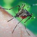 Oprez: Akcija suzbijanja komaraca i krpelja