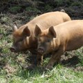 Afrička svinjska kuga po prvi put potvrđena u Hrvatskoj