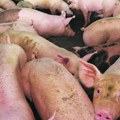 Strašno Ubijeno 20.000 svinja zbog zarazne bolesti: Afrička kuga širi se Srbijom!