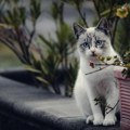 Ako vam nepoznata mačka dođe na kućni prag ili dvorište to znači samo jedno Štiti porodicu od negativnih uticaja, ali to…