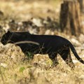 Uvedeno vanredno stanje Više od nedelju dana u komšiluku traje potraga za crnim leopardom Moćna zver slobodno šeta, stiglo…