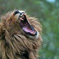 Zoološki vrt u Danskoj ponovo u žiži javnosti Dajte svog ljubimca – mi ćemo ga „nežno” ubiti i nahraniti tigra