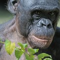 Nezapamćen slučaj nasilja među bonobo majmunima: Ženke "šumskih hipika" udruženo napale mužjaka