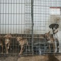 Nakon pogibije muškarca otkriven pakao u njegovoj kući kod Rijeke: Spaseno 47 pasa, pronađene desetine mrtvih životinja