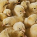 Pomor živine u Francuskoj zbog ekstremnih vrućina