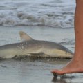 Misterija: Skoro 30 mrtvih ajkula pronađeno na plaži, uzrok uginuća nije poznat