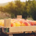 Kalajdžić: Kako je pesticid hlorpirifos dospeo do proizvođača voća u Srbiji?