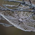 Kako zvuči paukova mreža – trodimenzionalno pletenje kao unikatna notna sveska