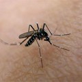 Batut: Registrovan prvi slučaj groznice Zapadnog Nila u Srbiji ove sezone