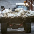 Danska će uništiti 150.000 pilica zbog epidemije ptičijeg gripa H5N1