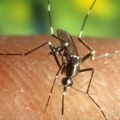 Virus Zapadnog Nila zarazio više od hiljadu ljudi u Evropi