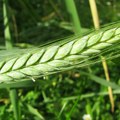 Poljoprivrednici: Rod pšenice loš, žetva od 10. jula