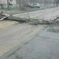 Palo drvo, zaustavilo saobraćaj: Brza intervencija nadležnih u Zrenjaninu (foto)