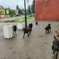 Horor u Mladenovcu: Čopor pasa lutalica napravio pokolj na jednom imanju u Kovačevcu! Video