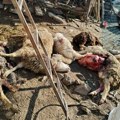 U vlasotinačkom selu Dadincu: Psi napravili pokolj ovaca i jagnjadi