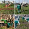 Radnici Zelenila kose travu, orezuju cveće i prihranjuju drveće