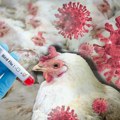 SZO: Potvrđena infekcija novim sojem ptičijeg gripa kod ljudi, preminuo jedan čovek