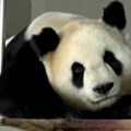 Najstarija majka na svetu: Džinovska panda na svet donela blizance u parku u Hong Kongu (foto)