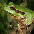 Žaba koja se zamrzne – a preživi (VIDEO)