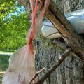 Proslavili 1. maj u Banatu, a za sobom ostavili smeće: Limenke i plastične kese kačili na grane kao "ukrase"