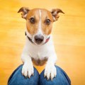 Pas vas uporno gleda – šta želi da vam poruči?